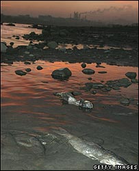 Songhua nehrindeki �l� bal�klar